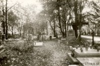 Aleja wzdłuż szosy zakrzowieckiej, 1983, zabytki.pl